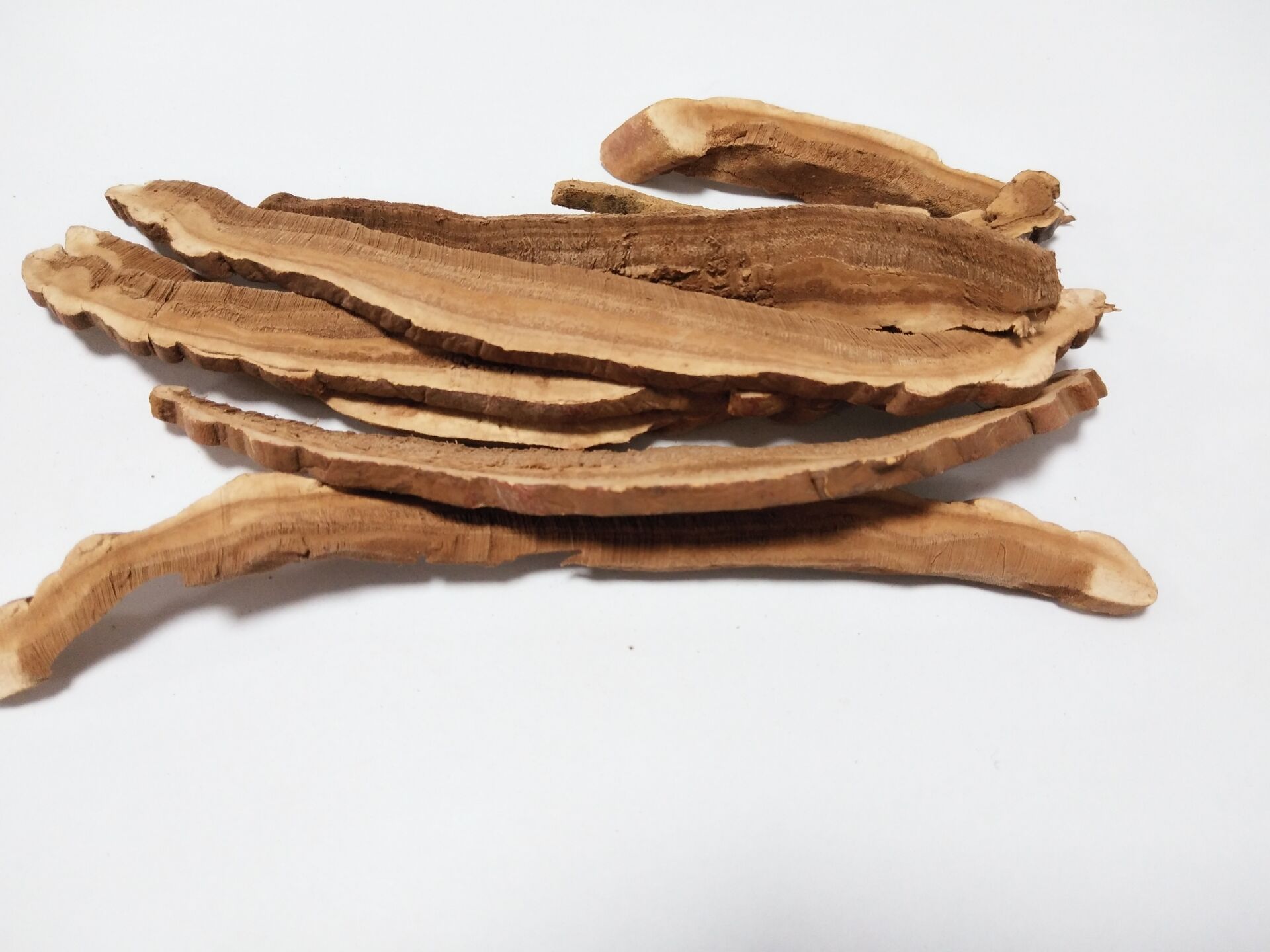 灵芝 GANODERMA