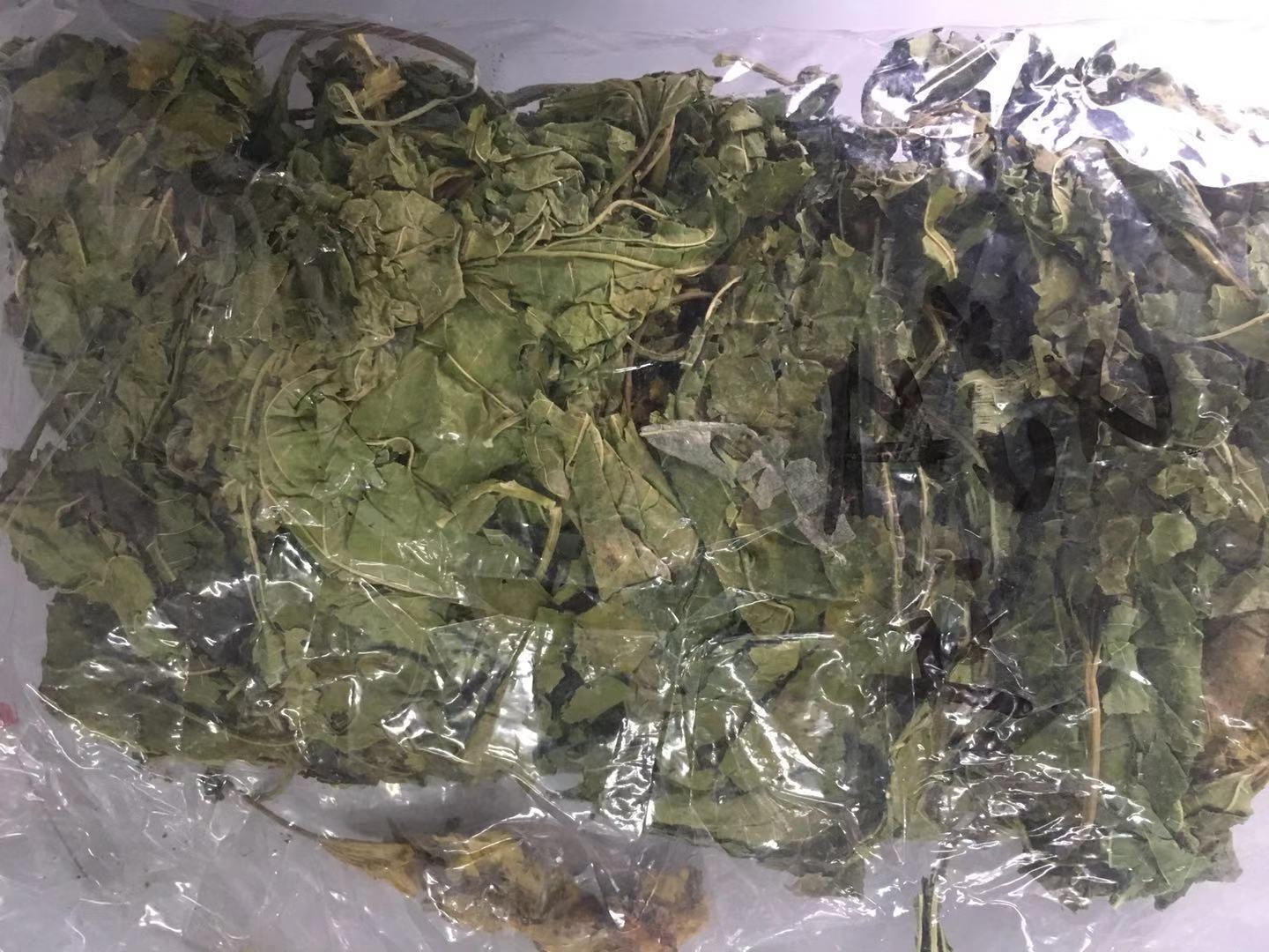 桑叶 MORI FOLIUM