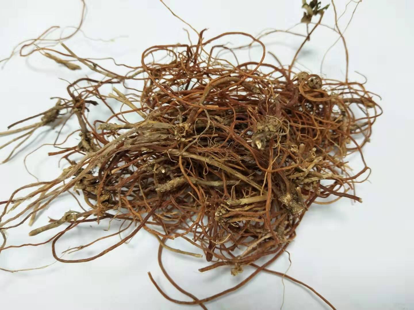 龙胆 GENTIANAE RADIX ET RHIZOMA