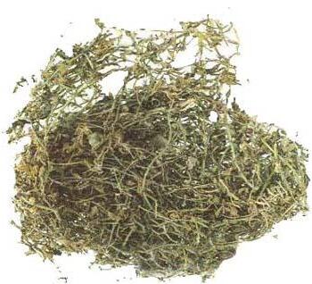 半边莲 LOBELIAE CHINENSIS HERBA