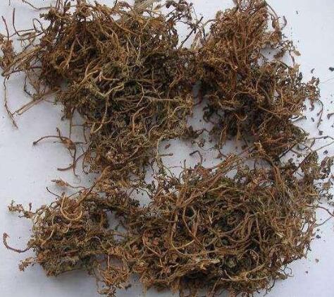 鹅不食草 CENTIPEDAE HERBA