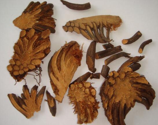 绵马贯众 DRYOPTERIDIS CRASSIRHIZOMATIS RHIZOMA