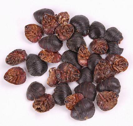 土鳖虫（地鳖） EUPOLYPHAGA STELEOPHAGA