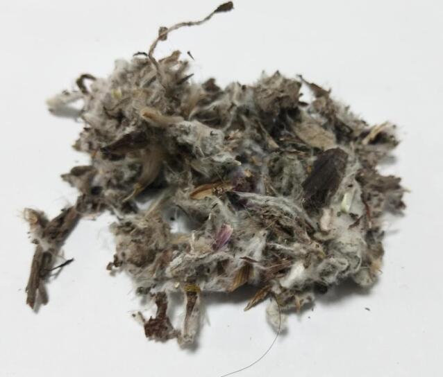 天山雪莲 SAUSSUREAE INVOLUCRATAE HERBA