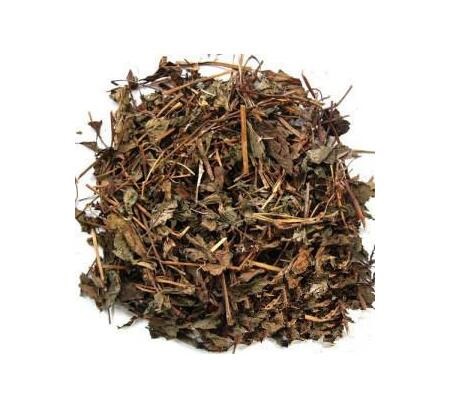 鱼腥草 HOUTTUYNIAE HERBA