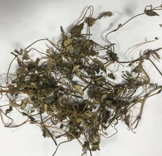金钱草 LYSIMACHIAE HERBA