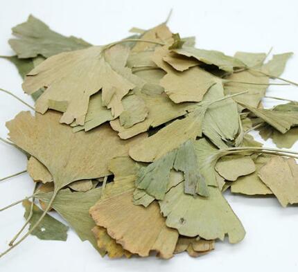 银杏叶 GINKGO FOLIUM