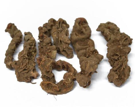 八角莲 Rhizoma dysosmatis