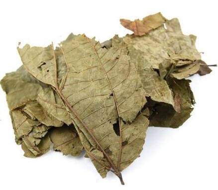 布渣叶 Microcos paniculata Linn
