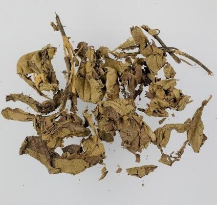 广东紫珠 CALLICARPAE CAULIS ET FOLIUM