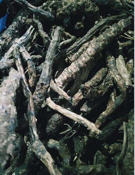 胡黄连 PICRORHIZAE RHIZOMA